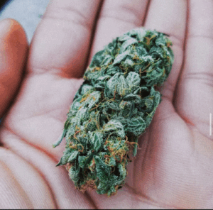 Cbd Oil Shop Pallouriotissa